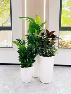 宁波慈溪花卉租赁公司，打造缤纷多彩办公环境